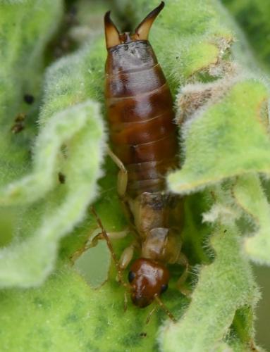 Forficula sp.
